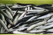2014_05_anchoa_descarga_023