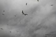 2014_05_anchoa_descarga_026