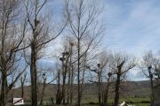 IMG_2894