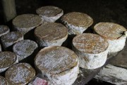 07_2015_sotorrana_alles_quesos_068