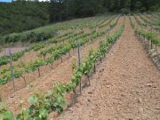 carrasquina_001