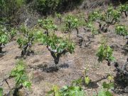 mencia_vaso_001