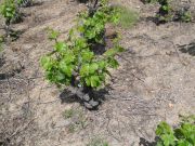 mencia_vaso_002