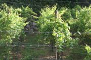 torrontes_001