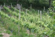 torrontes_trexidura_002