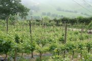 torrontes_trexidura_003