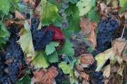 2016_09_vendimia_pum_001