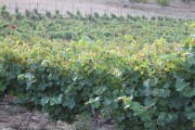 2016_09_vendimia_pum_004