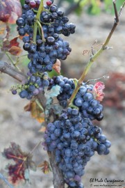 2016_09_vendimia_pum_005