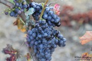 2016_09_vendimia_pum_006