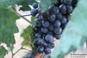 2016_09_vendimia_pum_007