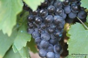 2016_09_vendimia_pum_008