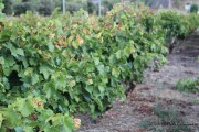 2016_09_vendimia_pum_009