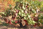 2016_09_vendimia_pum_019