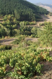 2016_09_vendimia_pum_020