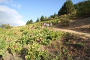 2016_09_vendimia_pum_028