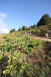 2016_09_vendimia_pum_030