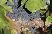 2016_09_vendimia_pum_032