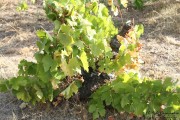 2016_09_vendimia_pum_043