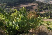 2016_09_vendimia_pum_046