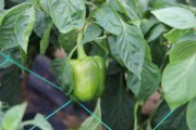 2020_09_islagalo_1600_019