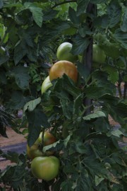 2020_09_islagalo_1600_035