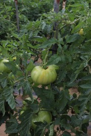 2020_09_islagalo_1600_037