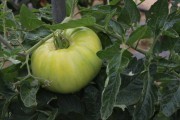 2020_09_islagalo_1600_039
