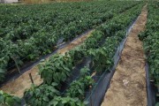 2020_09_islagalo_1600_045