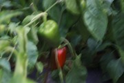 2020_09_islagalo_1600_049
