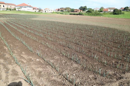 2022_06_hortalizas_mprimavera_006