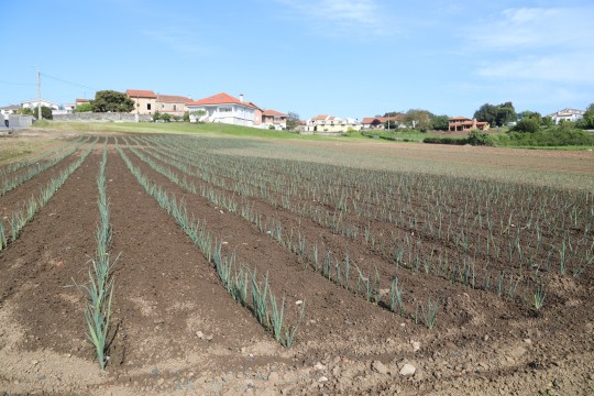 2022_06_hortalizas_mprimavera_008