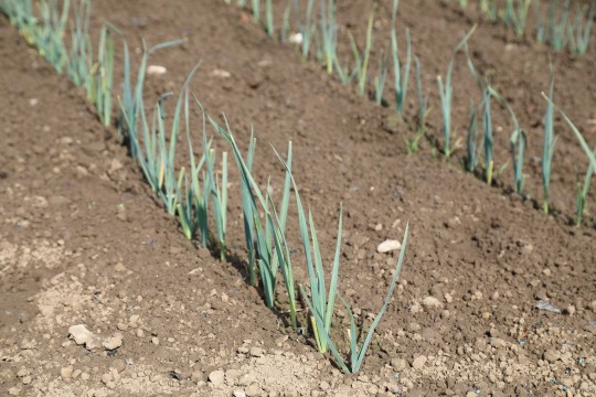 2022_06_hortalizas_mprimavera_009