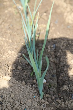 2022_06_hortalizas_mprimavera_010