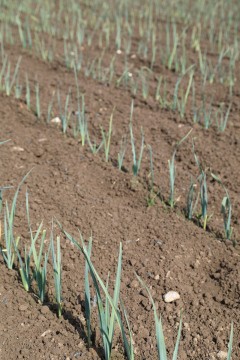 2022_06_hortalizas_mprimavera_011