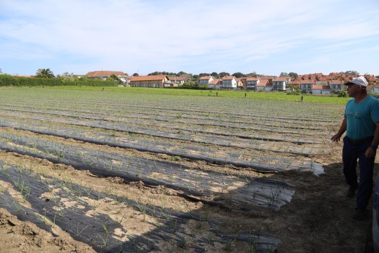 2022_06_hortalizas_mprimavera_015