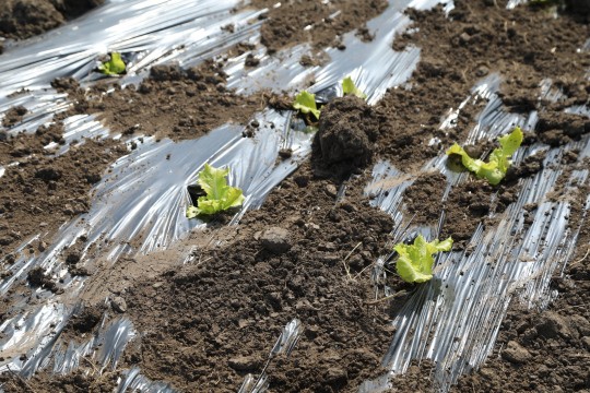 2022_06_hortalizas_mprimavera_017