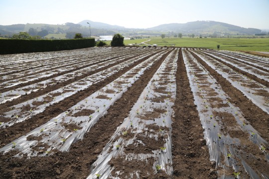 2022_06_hortalizas_mprimavera_018