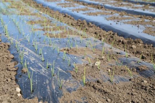 2022_06_hortalizas_mprimavera_019