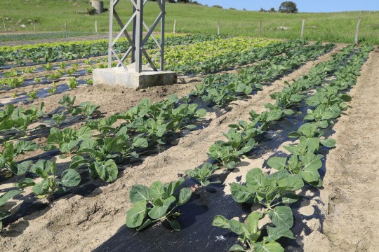 2022_06_hortalizas_mprimavera_021
