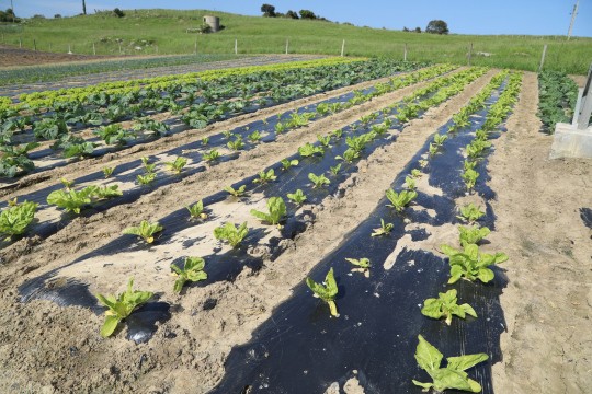 2022_06_hortalizas_mprimavera_022