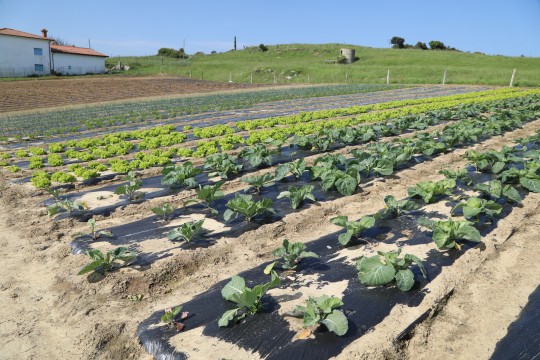 2022_06_hortalizas_mprimavera_023
