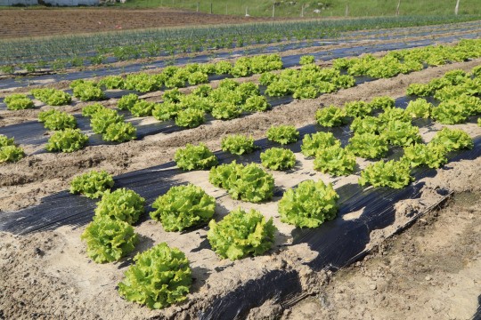 2022_06_hortalizas_mprimavera_024
