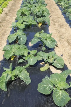 2022_06_hortalizas_mprimavera_025