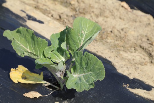 2022_06_hortalizas_mprimavera_026