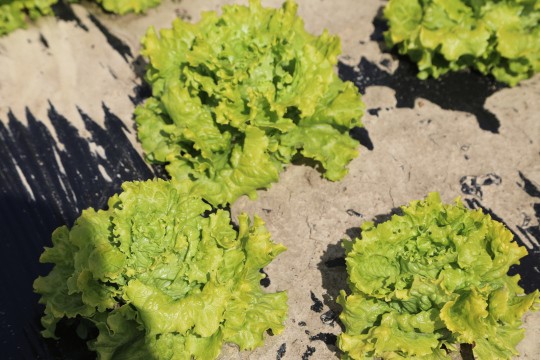 2022_06_hortalizas_mprimavera_027
