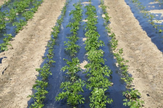 2022_06_hortalizas_mprimavera_028