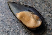 2021_04_mejillones_004