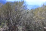 IMG_9268