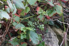 2018_08_matoblanco_031